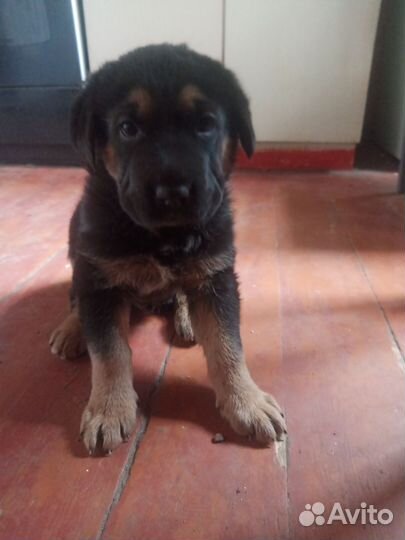 Щенок в добрые руки бесплатно