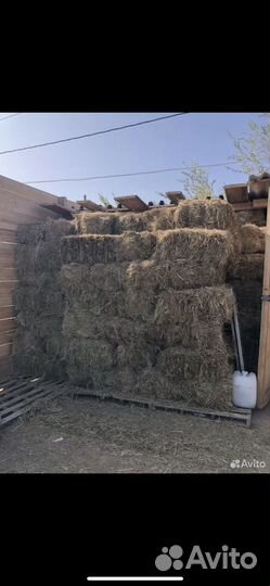 Сено в тюках (доставка )