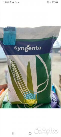 Семена кукурузы