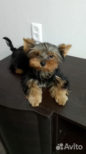 Йоркширский терьер мини щенки