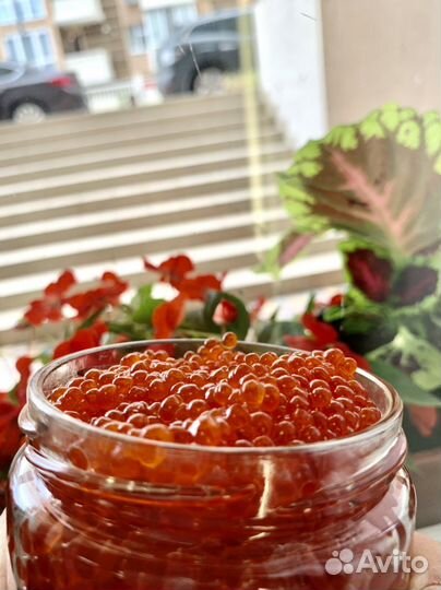 Красная икра 2023 июнь