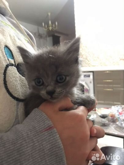 Британская