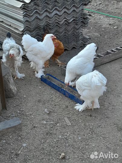 Молодые петушки брама