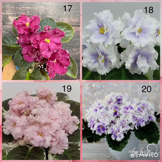 Фиалка сортовые детки