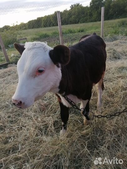 Телочки и бычки