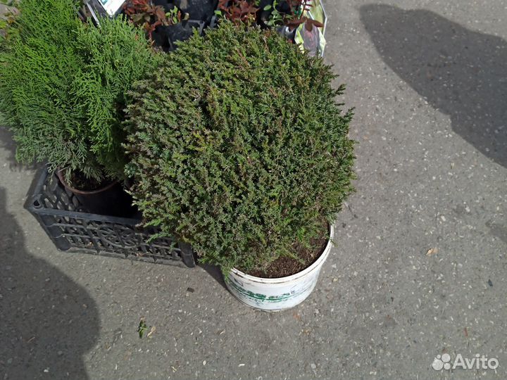Можжевельник,туя смарагд,туя брабанд