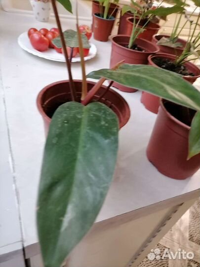 Комнатные цветы