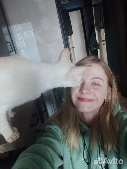 Котоняня, зооняня для собак и других питомцев