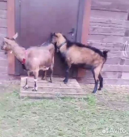 Чешский козлик