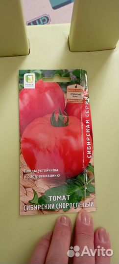 Рассада помидор