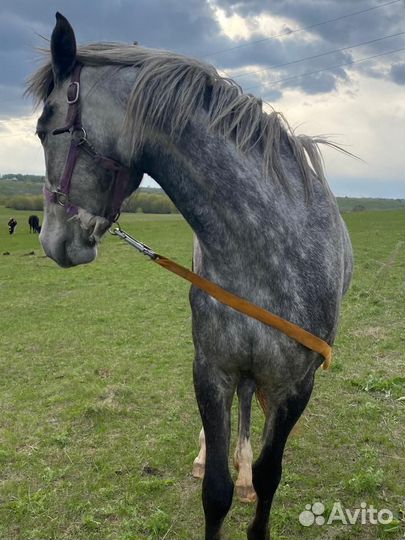 Молодая кобыла