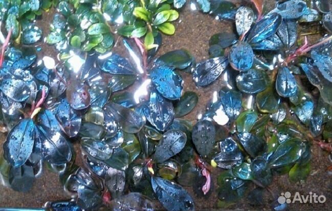 Bucephalandra Буцефаландра