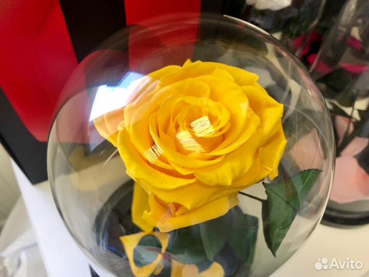 Живая роза жёлтая + бесплатная доставка