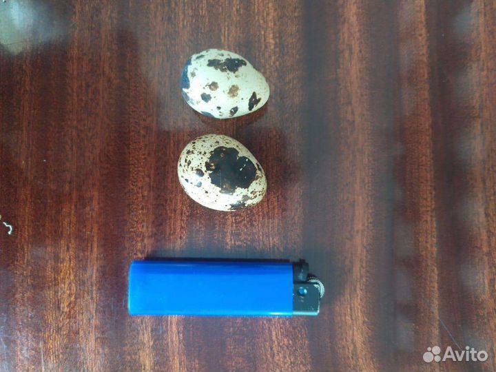 Яйца перепелиные домашние