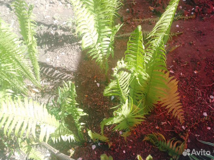 Папоротник садовый много