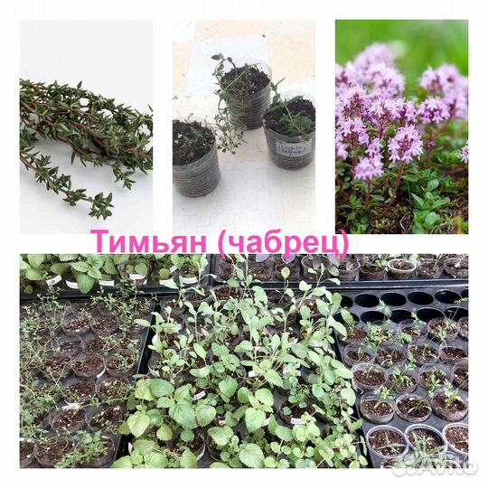 Мята, мелисса, тимьян, шалфей, базилик