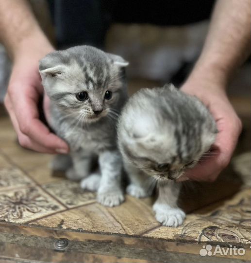 Вислоухий котенок