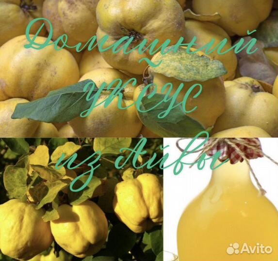 Домашний уксус из Айвы