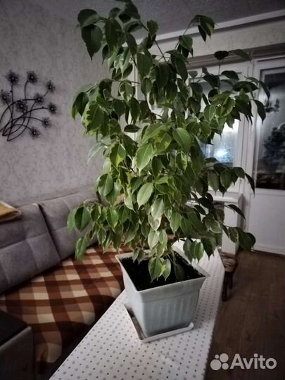 Фикус бенджамина большой