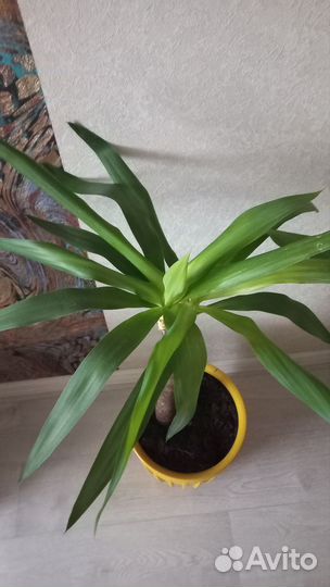 Пальма юкка