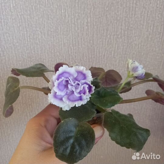 Фиалки сортовые