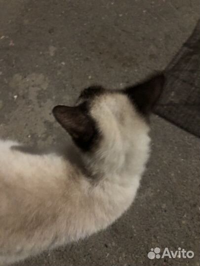 Сиамская кошка