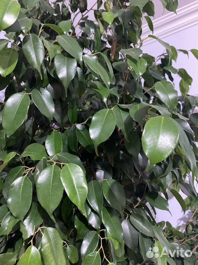 Фикус бенджамина