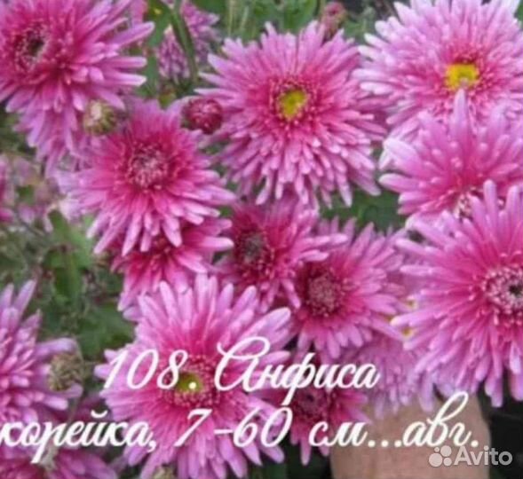 Черенки хризантемы