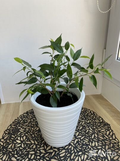 Фикус бенджамина с горшком, отводки фикуса