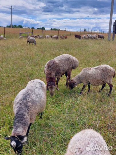 Овцы, бараны,ярки