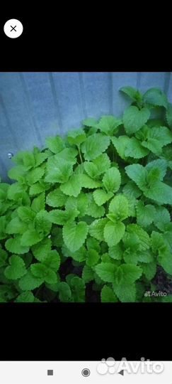 Рассада мяты