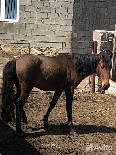 Жеребец иноходец