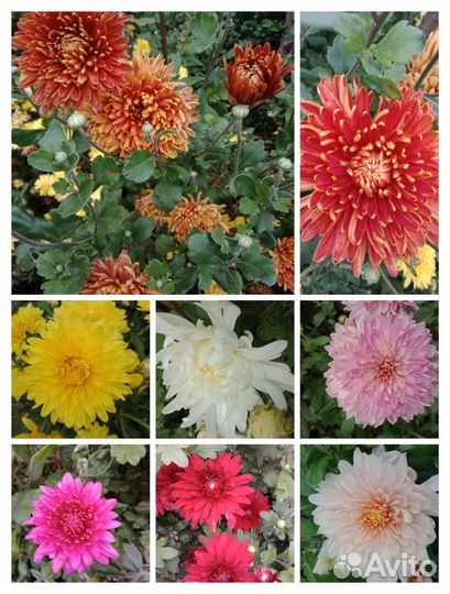 Продам цветы домашние