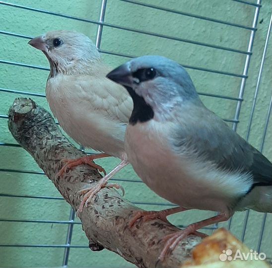 Острохвостые амадины