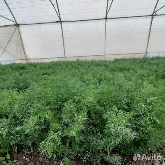 Веники Укропа для засолки