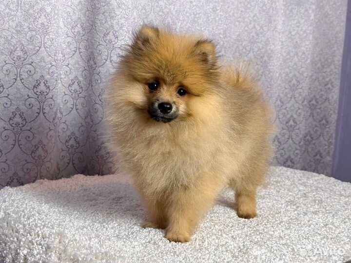 Шпиц мальчик