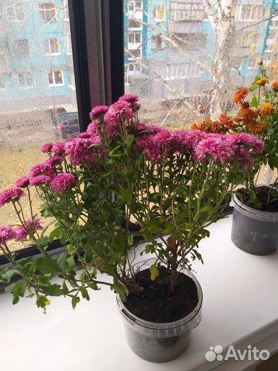 Хризантемы мультифлора