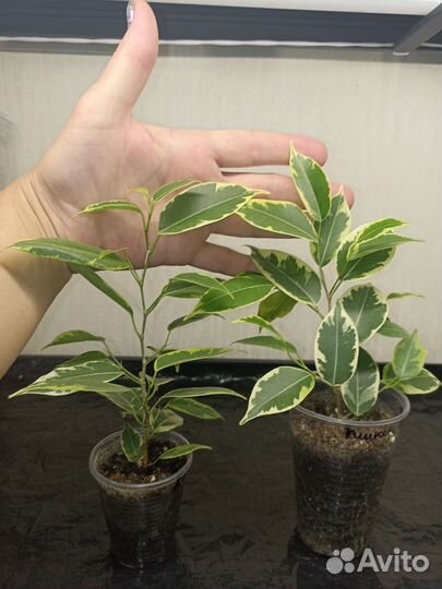 Фикусы Бенджамина