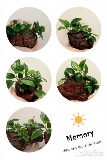 Анубиас Минима глабра Коготь дракона, thick leaf