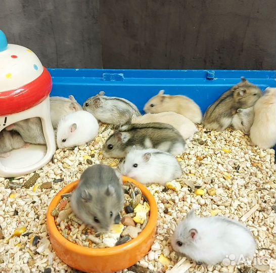 Джунгарские хомячки малыши