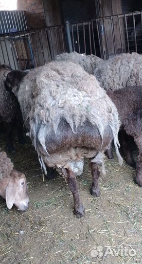 Гисарские бараны