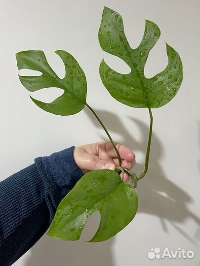 Монстера рафидофора черенки с корневой