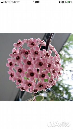 Хойя Кримсон Квин (отросток)