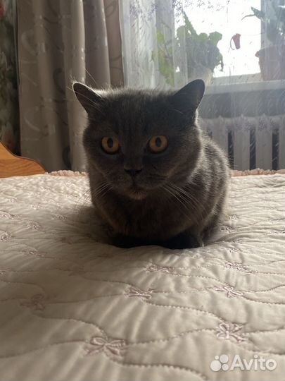 Передержка животных