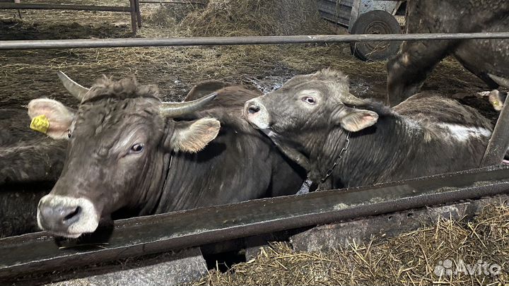 Коровы на мясо