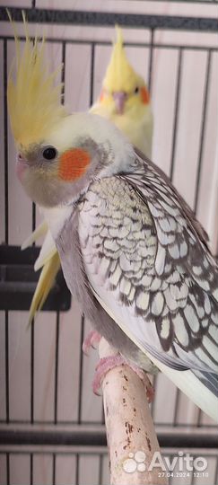 Попугай корелла птенец