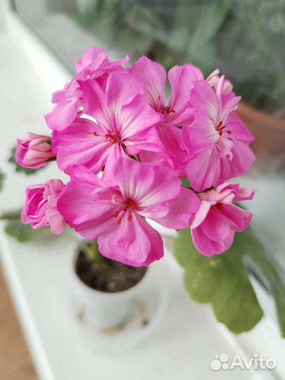 Пеларгония герань