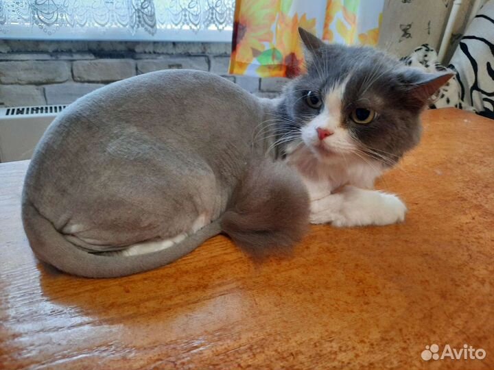 Стрижка кошек