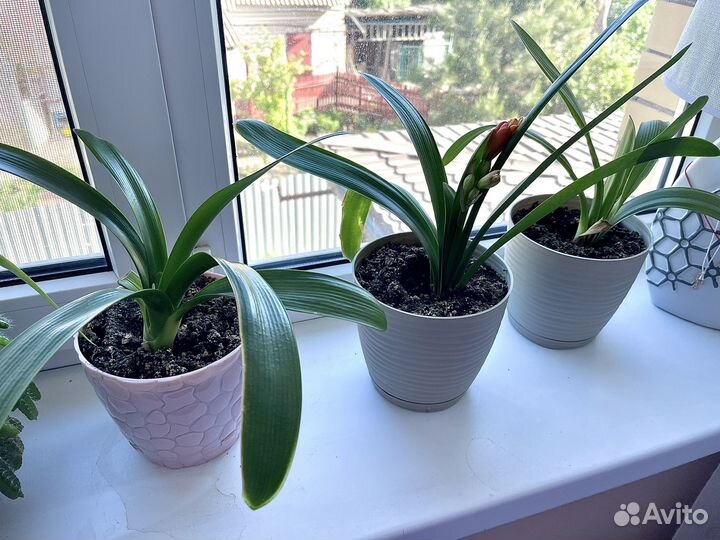 Комнатное растение цветущая кливия