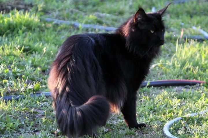 Котята мейн-кун